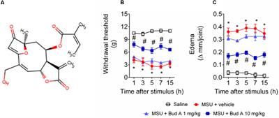 Budlein A, a Sesquiterpene Lactone From Viguiera robusta, Alleviates Pain and Inflammation in a Model of Acute Gout Arthritis in Mice